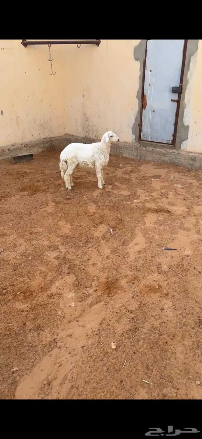طلي حري الرياض حي الشفآء آي مكان نوصل فيه ذبح باقي وحد63623887112578111