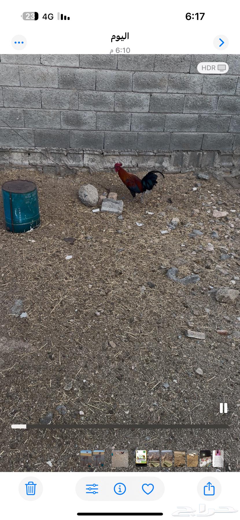 Rooster for sale63622969978497111