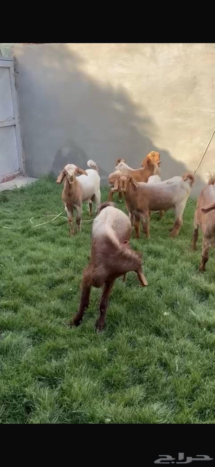 Shami goats for sale63624947076482113