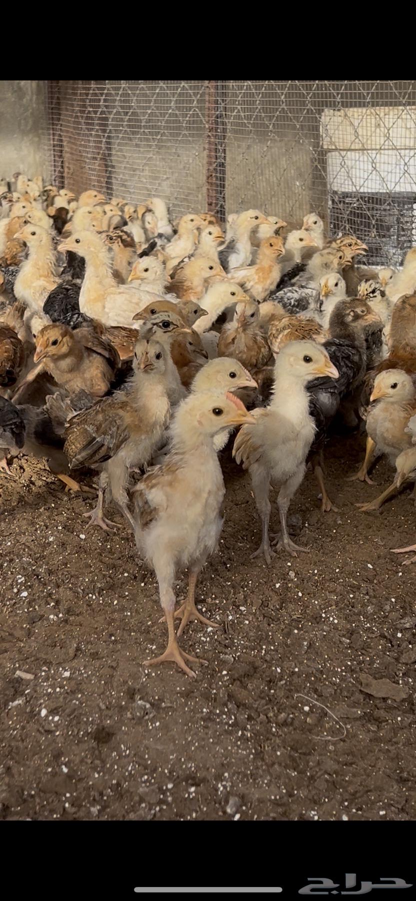 Local Chicken Chicks One Month Old63620670054657111