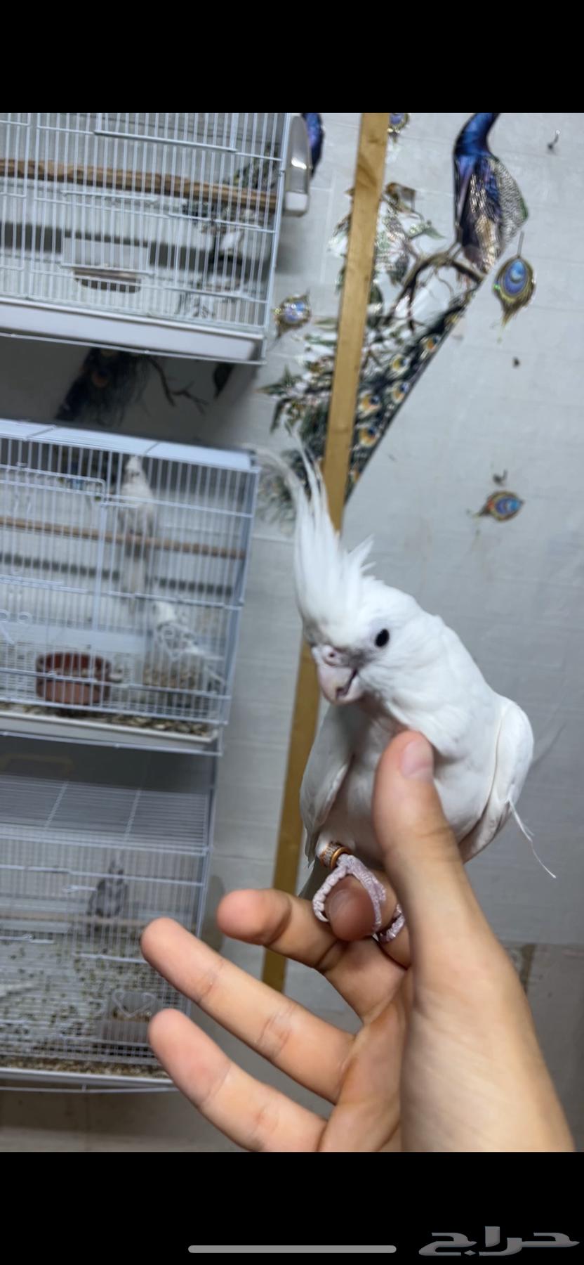 Female Crowan Half-Bred with Clear Stamp, Productive, Docile, Threat63620178132099111