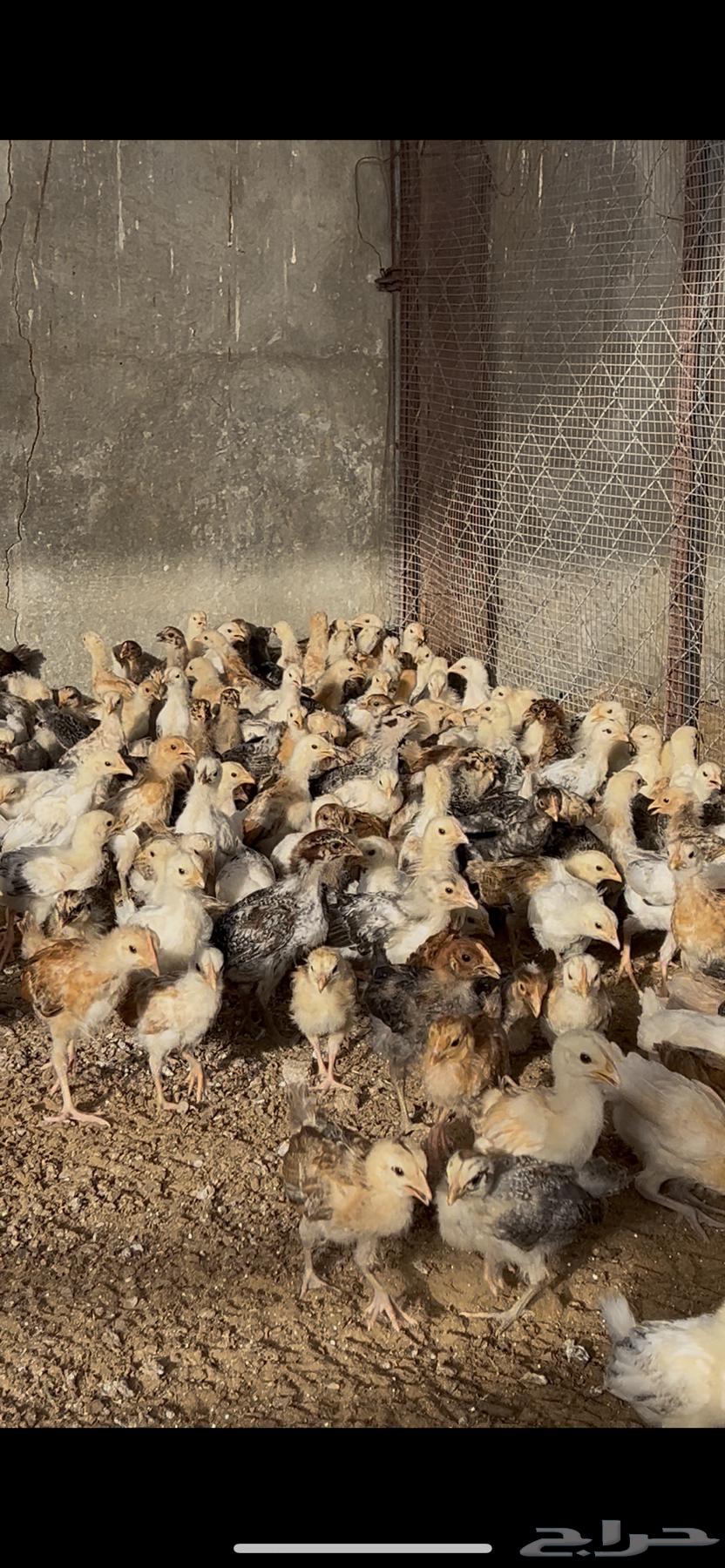 Local Chicken Chicks One Month Old63620670054657114