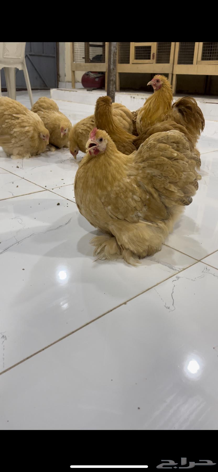 للبيع اطقم كوشن مستويات عاليه امهات خوارج63625111225858113