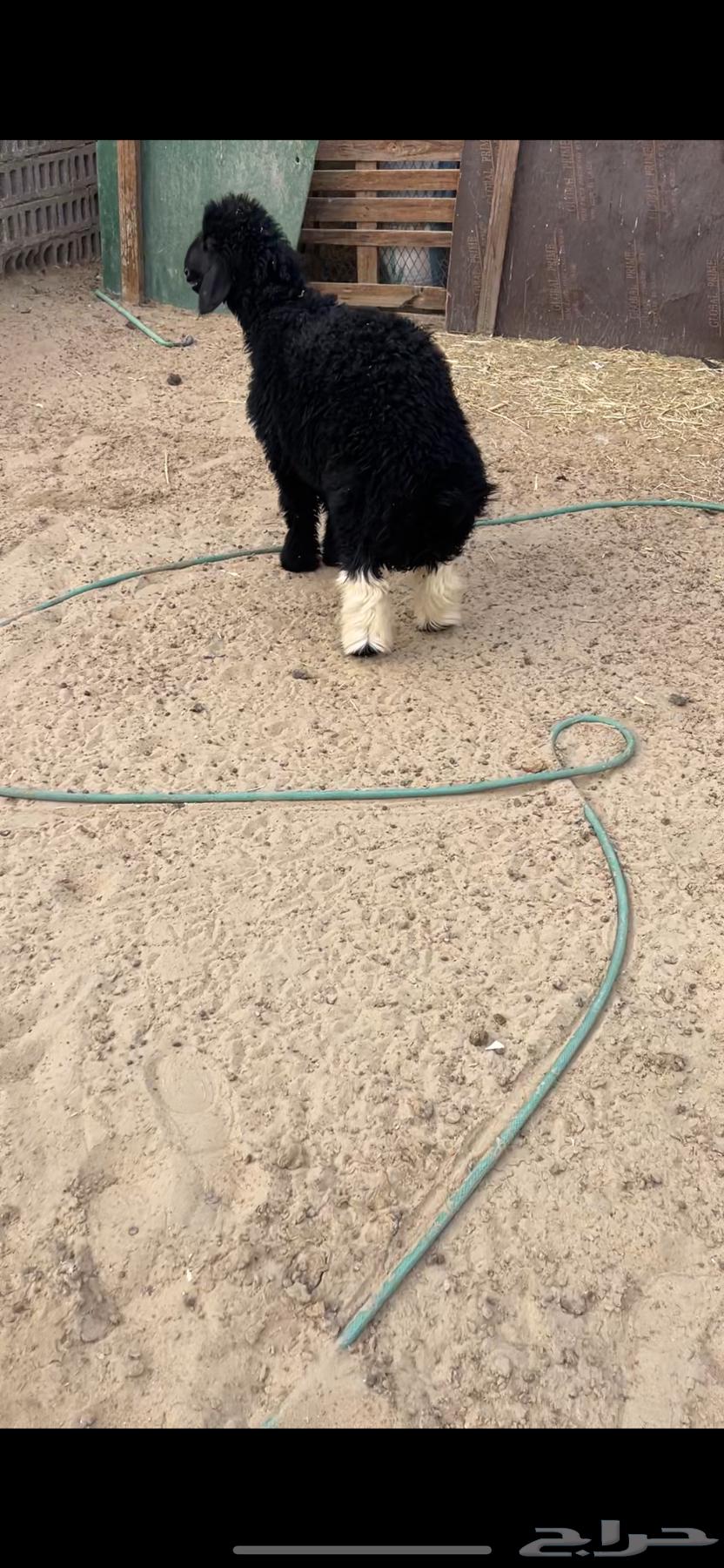 Arabic sheep sold63624621314819111