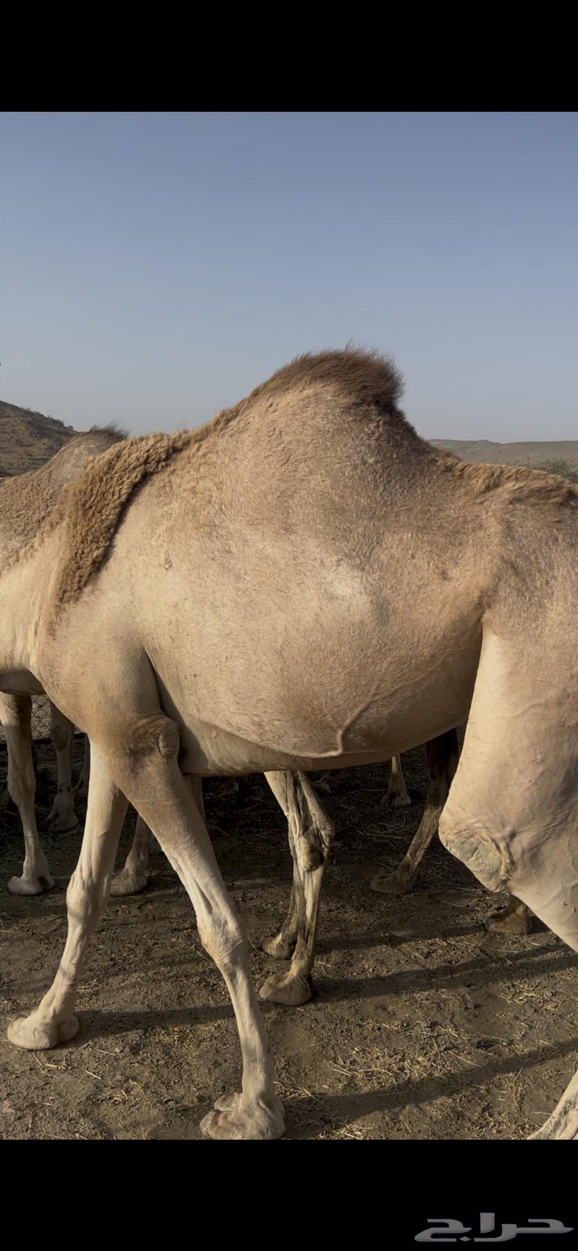 15 camels for sale63623966316163111
