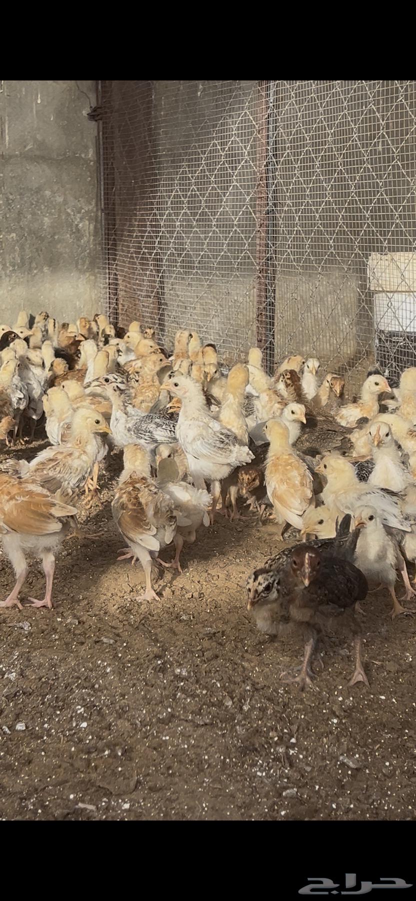 Local Chicken Chicks One Month Old63620670054657113