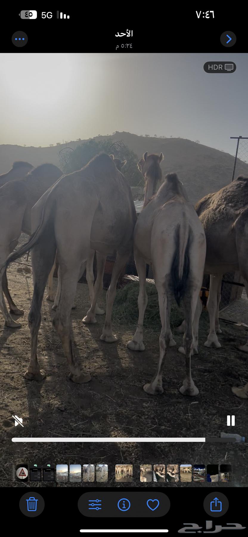 15 camels for sale63623966316163113