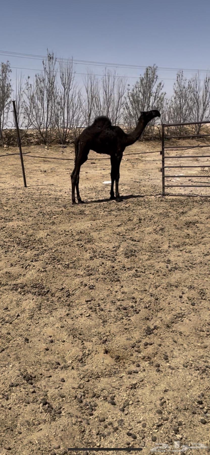 قعود كفو63621676499329112
