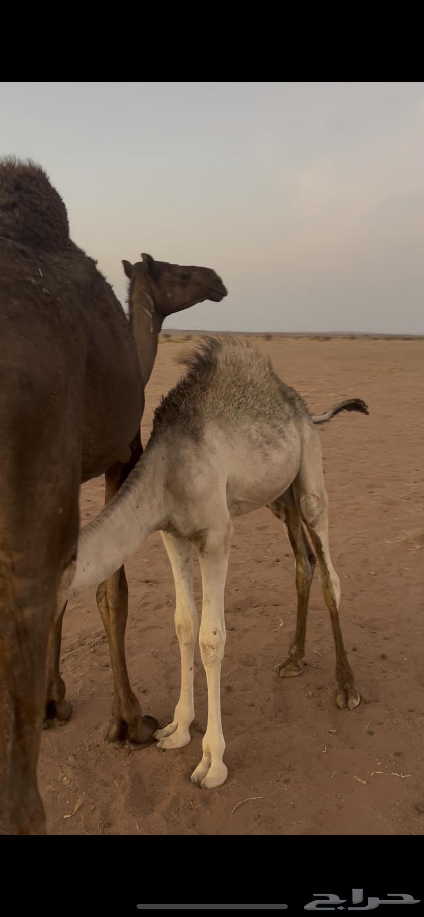 Hashi Hawar Qoud Lbani on milk age 6 months63621083181058111