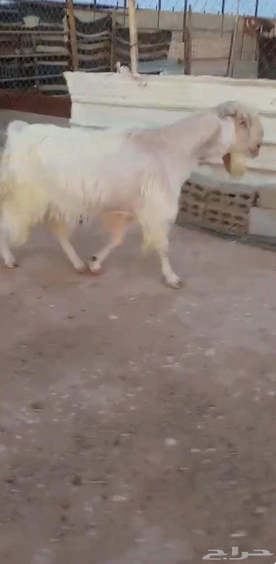 White conditioned male goat63623554058625111