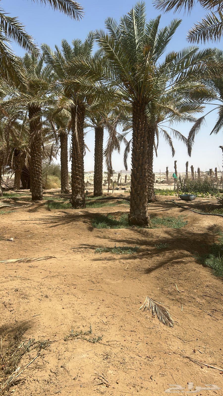 Yellow palm trees for sale, in perfect condition63620922068610114