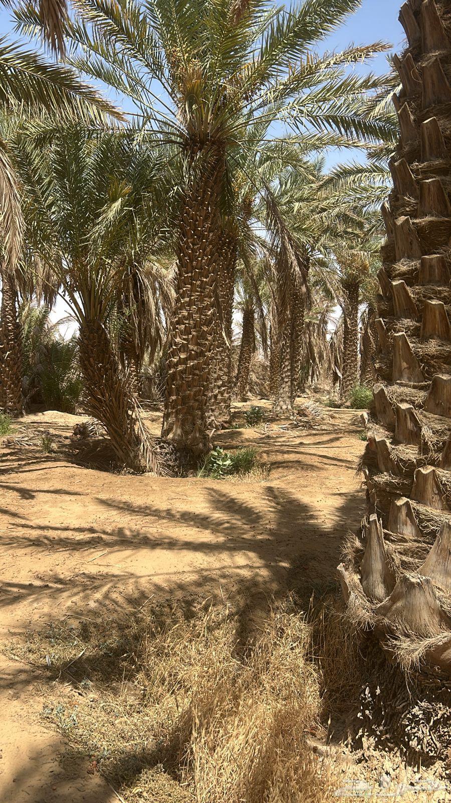 Yellow palm trees for sale, in perfect condition63620922068610113