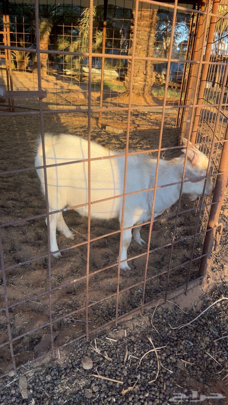 Playful Dwarf Goat63624540622081113