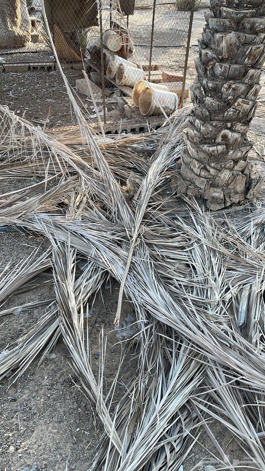 Palm frond pile63622884420483111