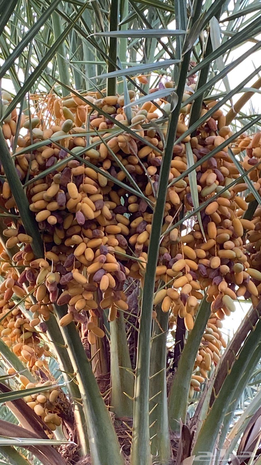 Premium Dates from Al-Madinah, New 2025 Harvest63620338073858113