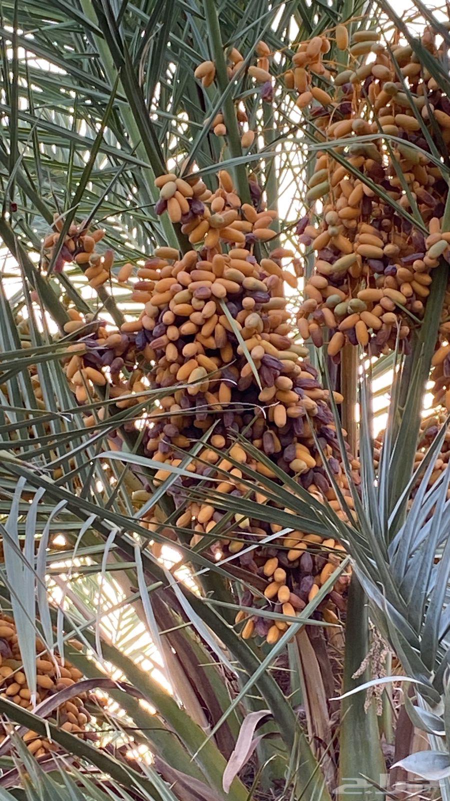 Premium Dates from Al-Madinah, New 2025 Harvest63620338073858111
