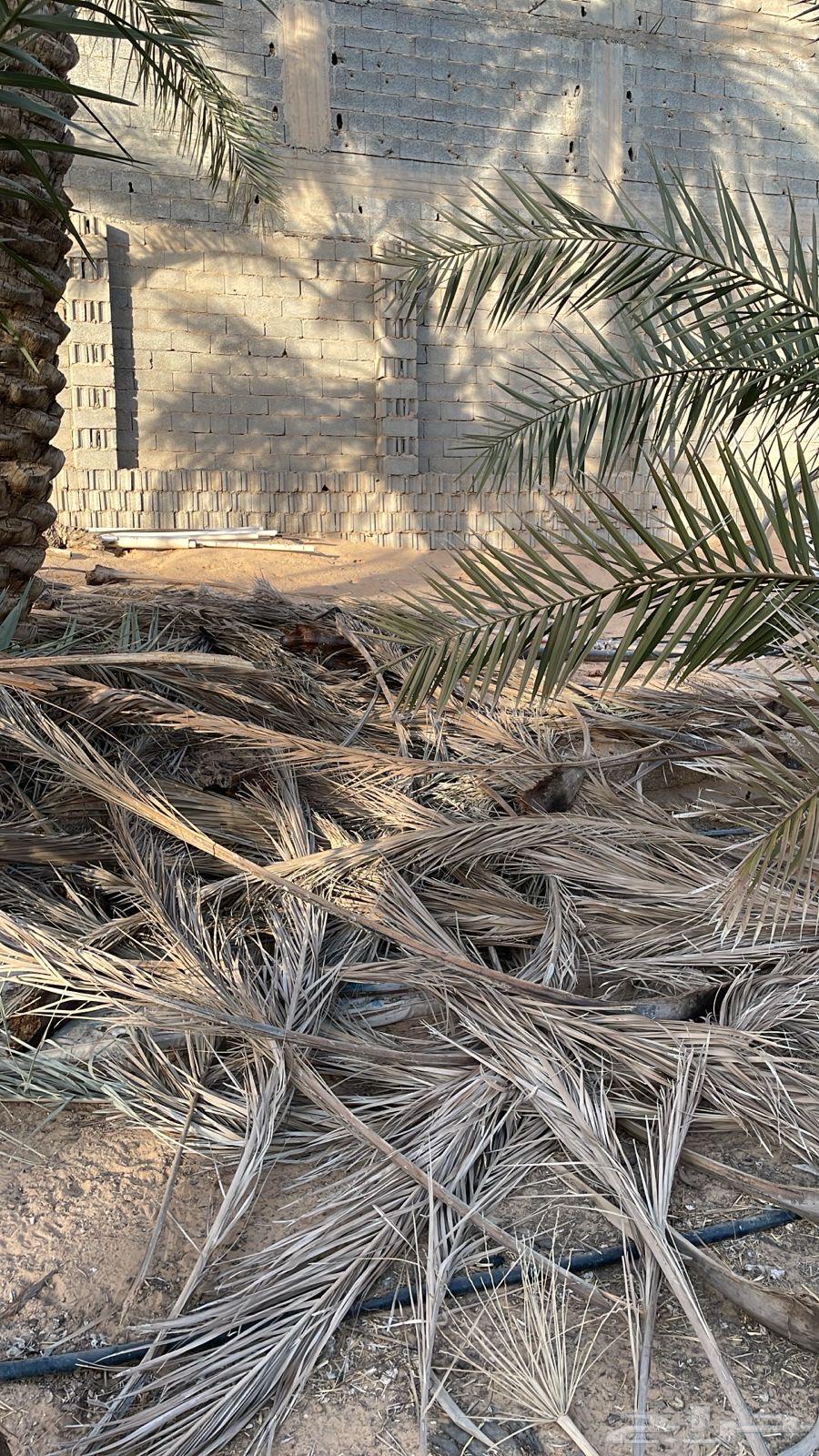 Palm frond pile63622884420483112