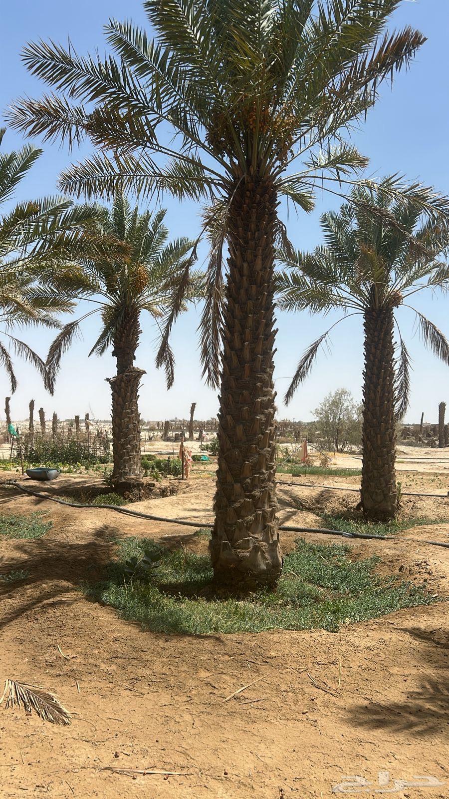 Yellow palm trees for sale, in perfect condition63620922068610112
