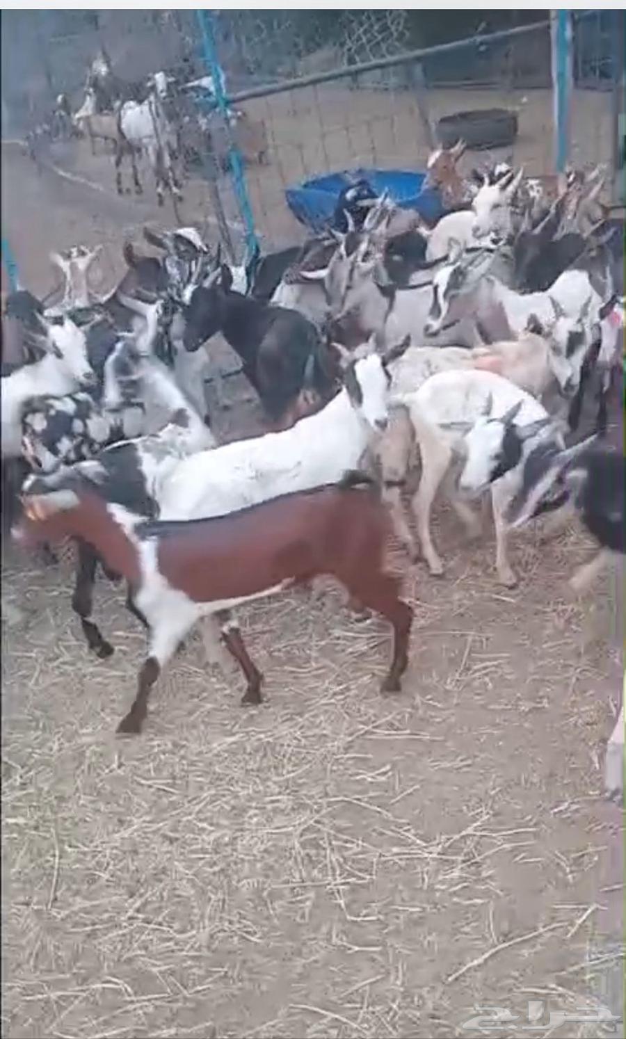 Yemeni goats on condition63619991332993111