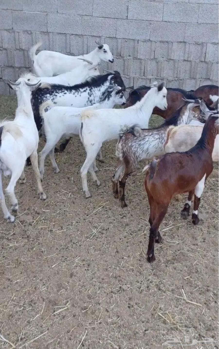Yemeni goats on condition63619991332993112