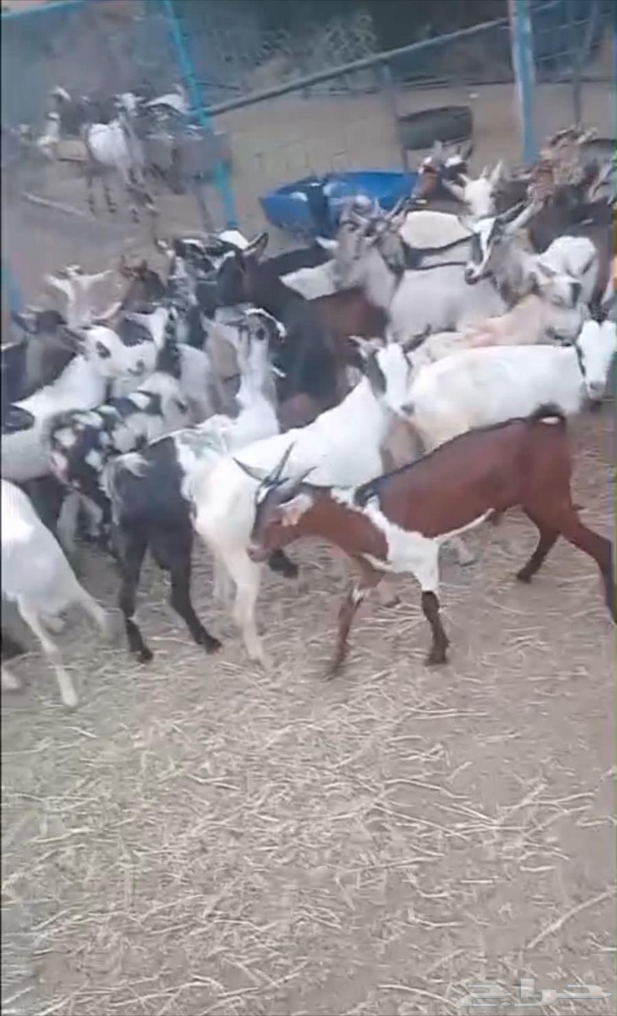 Yemeni goats on condition63619991332993113