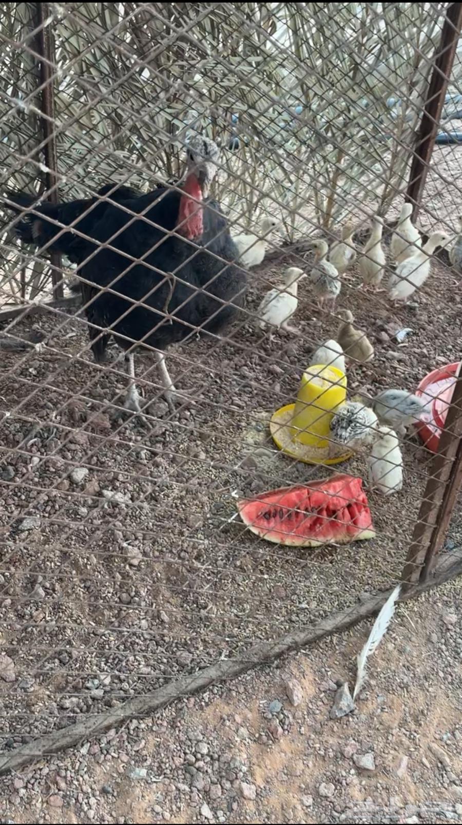 Turkey and chicks63654947901187110