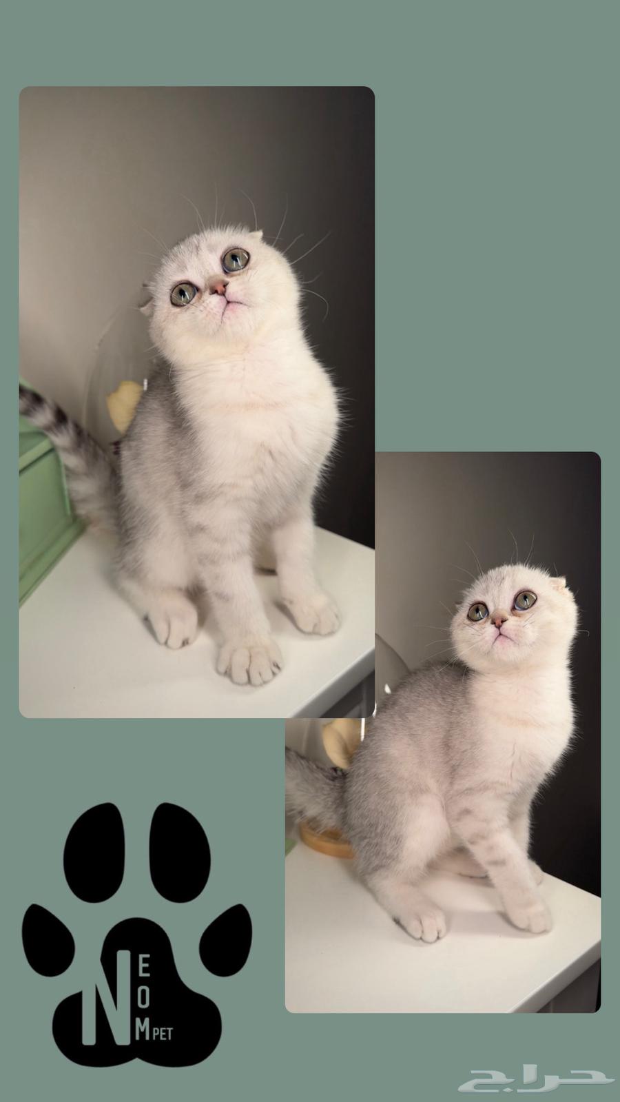 Scottish Fold and Street Kittens for Sale, Male and Female, Persian Cat, Kitten63618968356609113