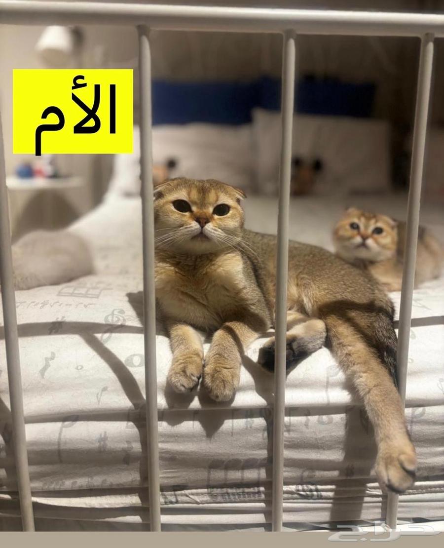 للبيع كيتن سكوتش فولد  تم البيع63654962821251113