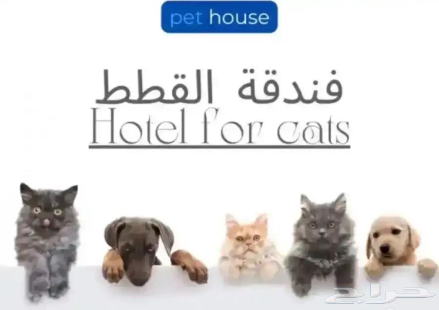 فندقه قطط وغيرها63654961611778110