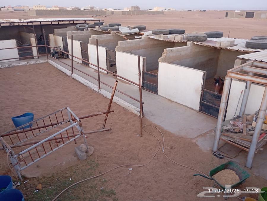 Horse stable for rent in Al-Naqadi, Yanbu63654683874434113