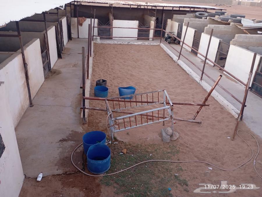 Horse stable for rent in Al-Naqadi, Yanbu63654683874434111