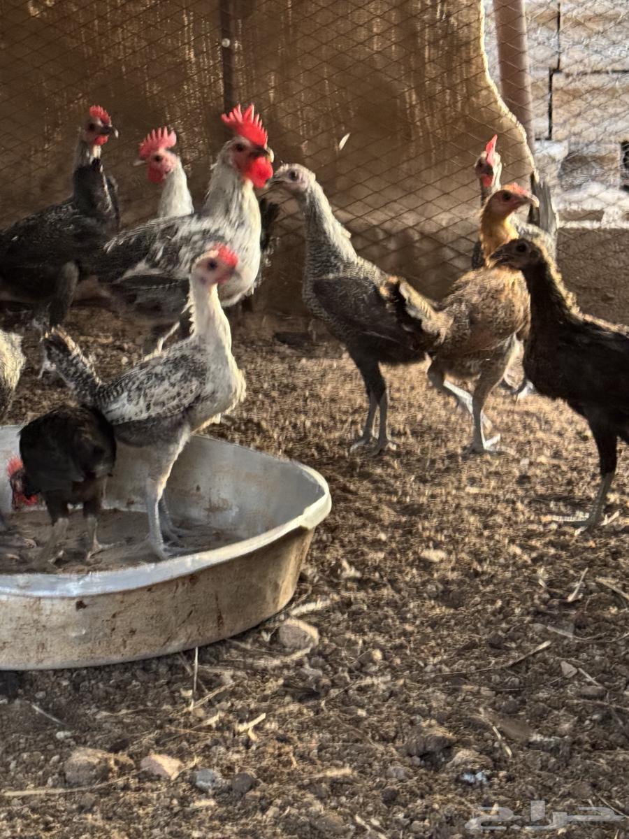 Chickens for sale63618969016193114