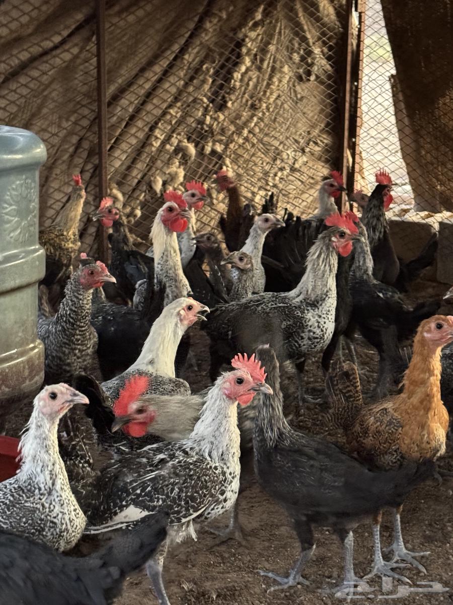 Chickens for sale63618969016193112