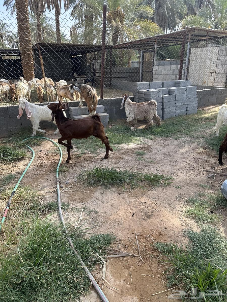 Goats for sale, males and females63654698438402110