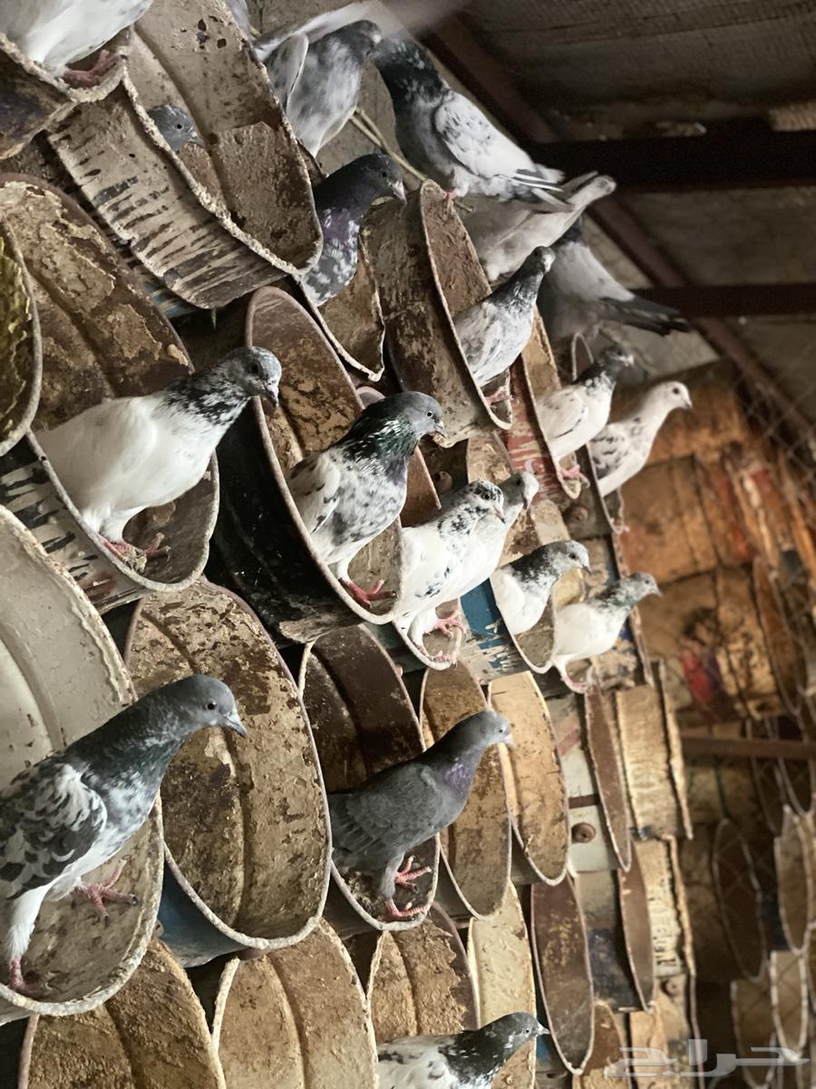 Indian pigeon and your eye is the balance63654960879362112