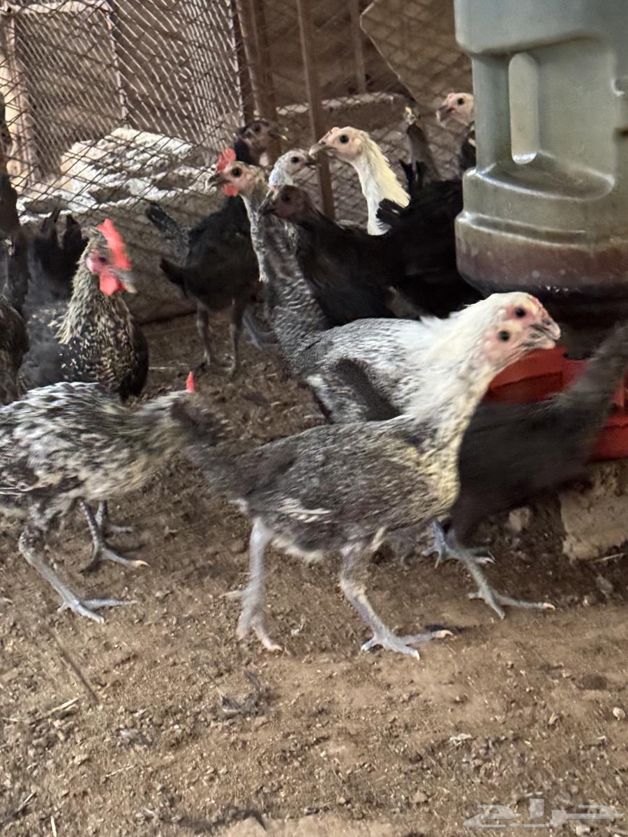 Chickens for sale63618969016193111