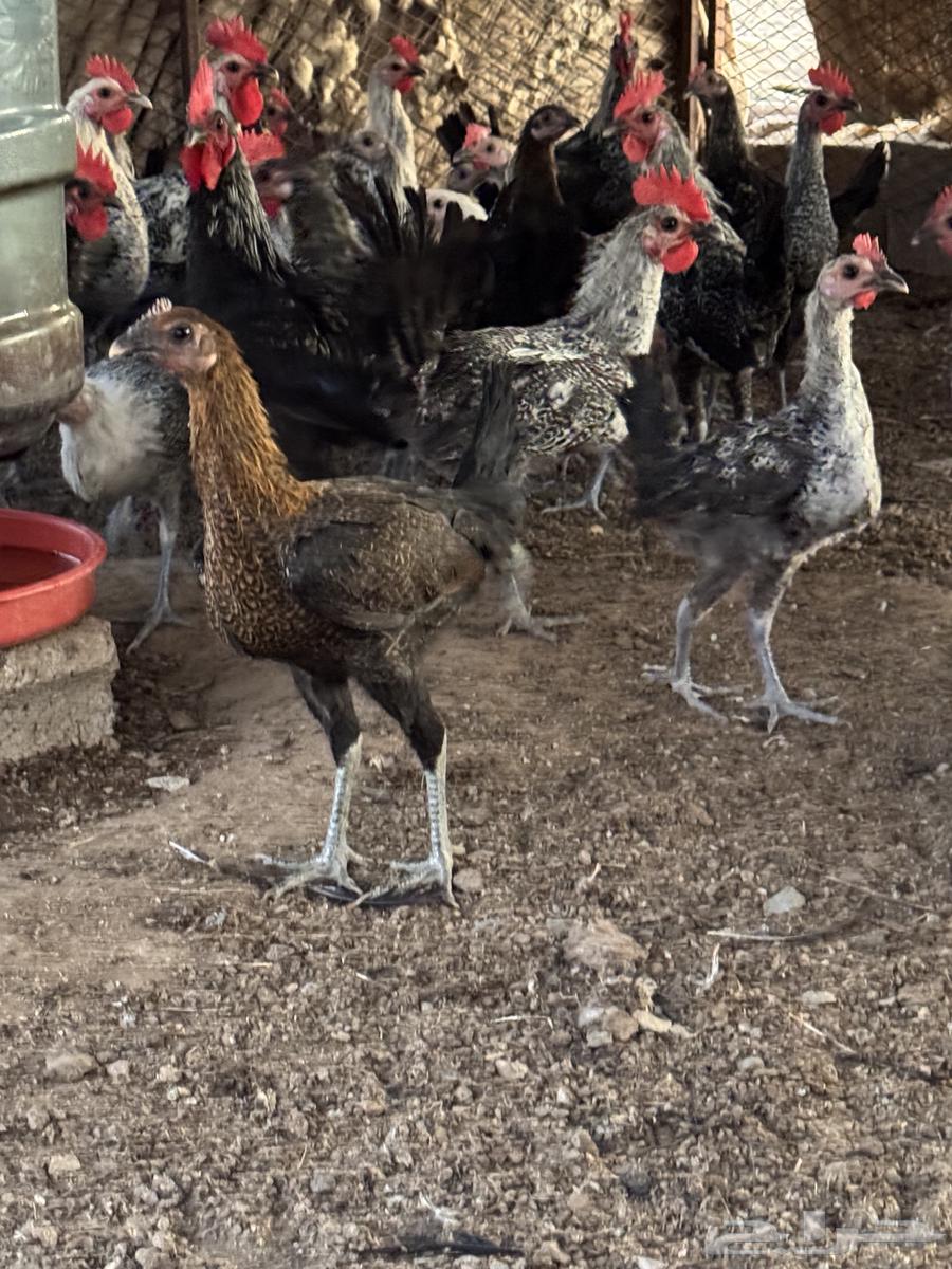 Chickens for sale63618969016193113