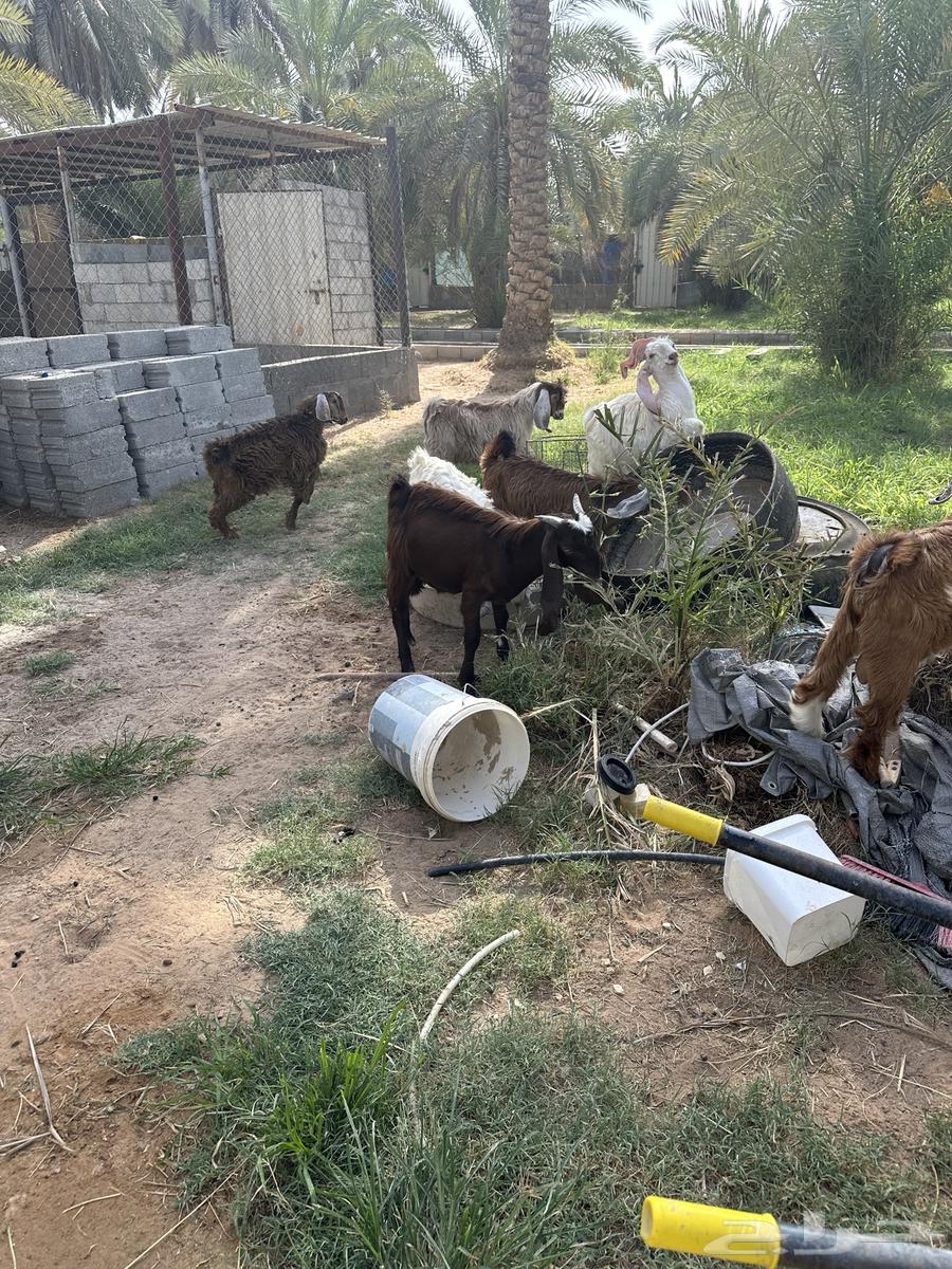 Goats for sale, males and females63654698438402111