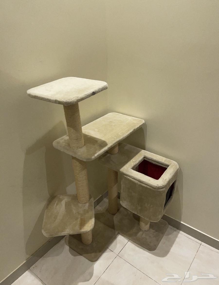 شجره قط63655095897730110
