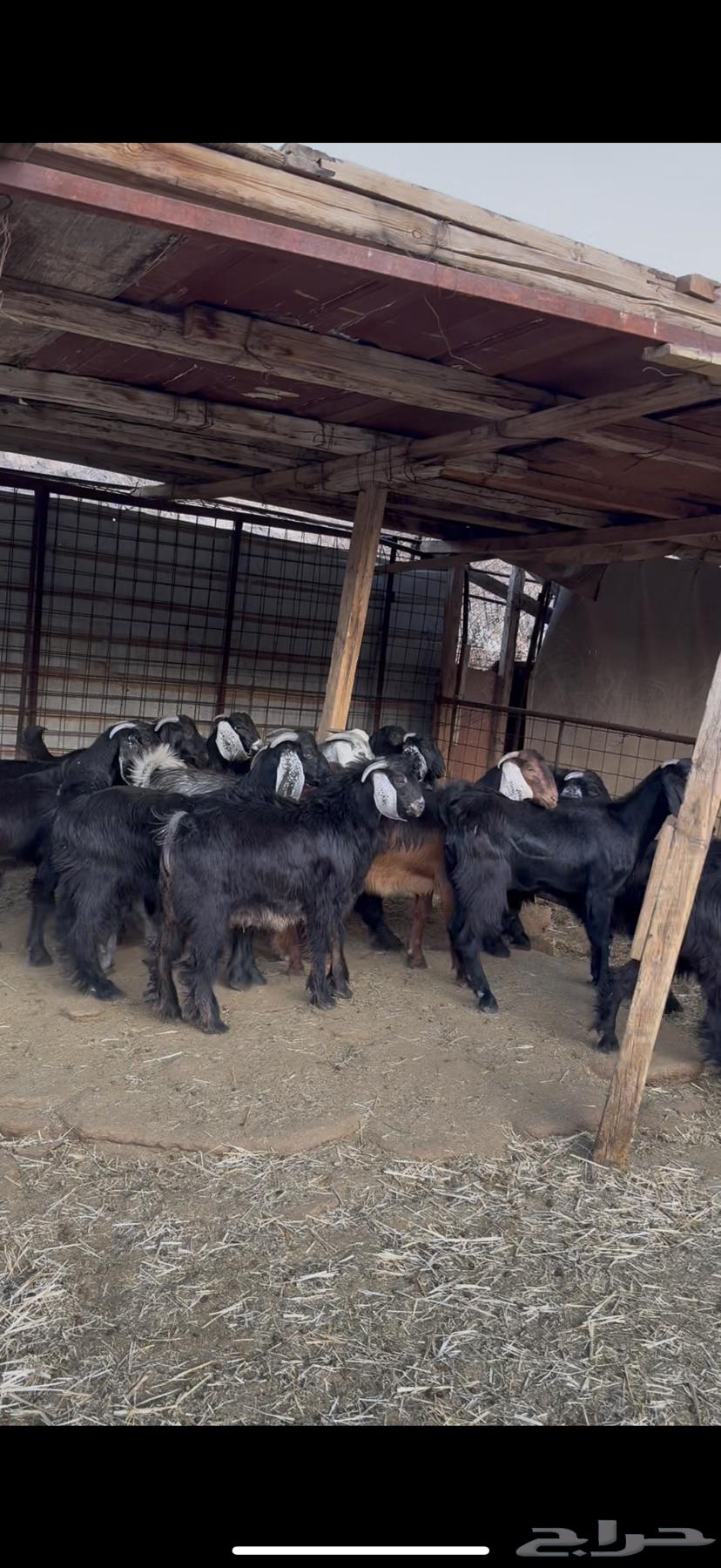 Goats and sheep for sale63654697798913110