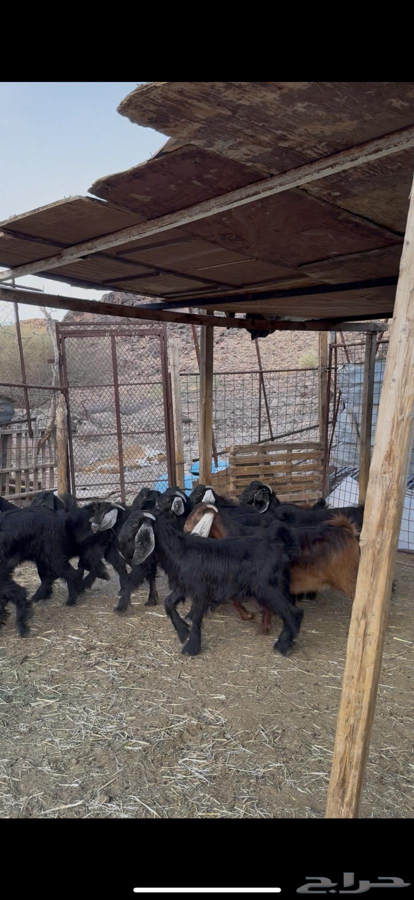 Goats and sheep for sale63654697798913112