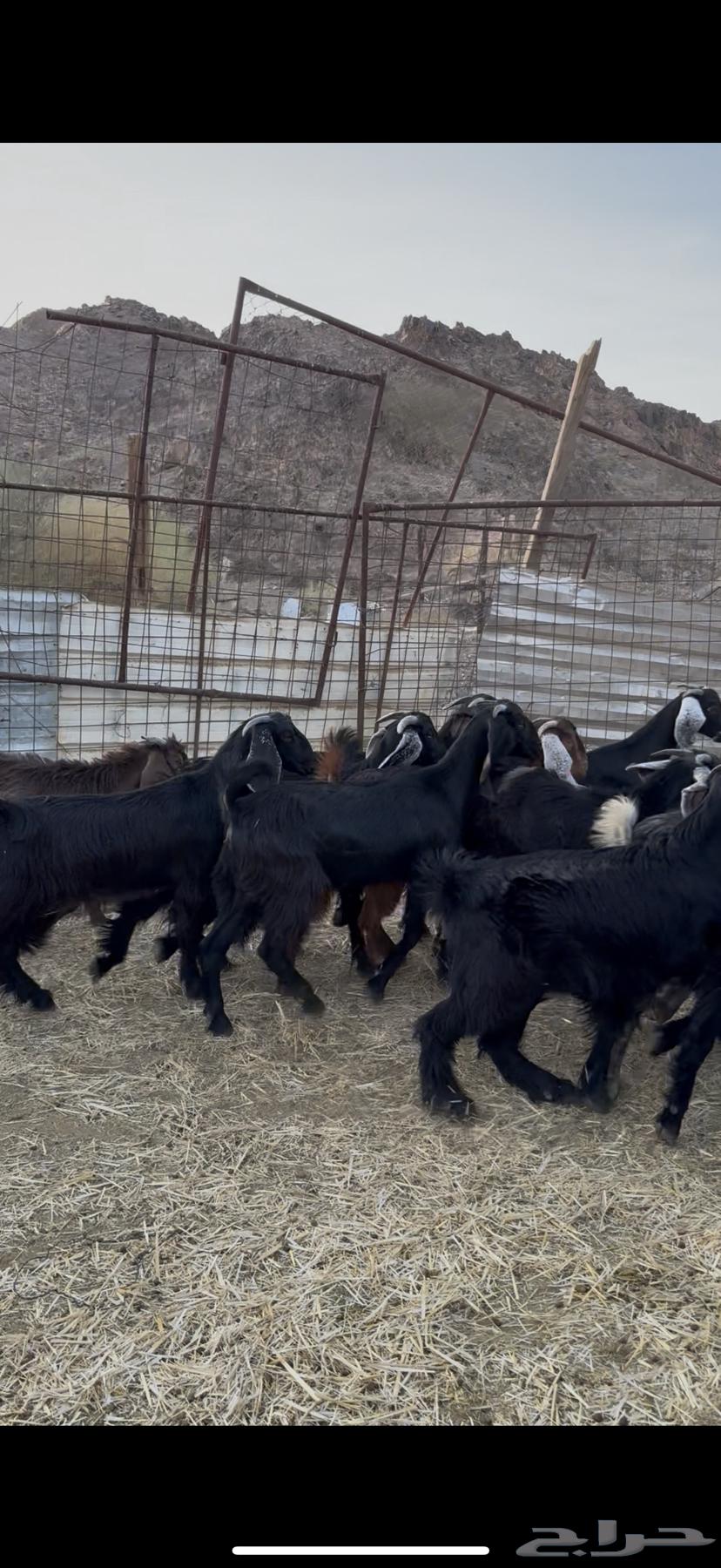 Goats and sheep for sale63654697798913113