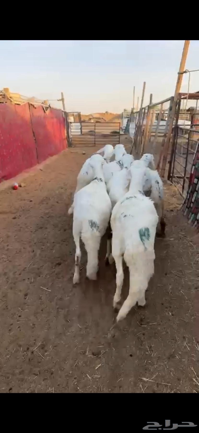 White Murabba Saddles63654697026947111