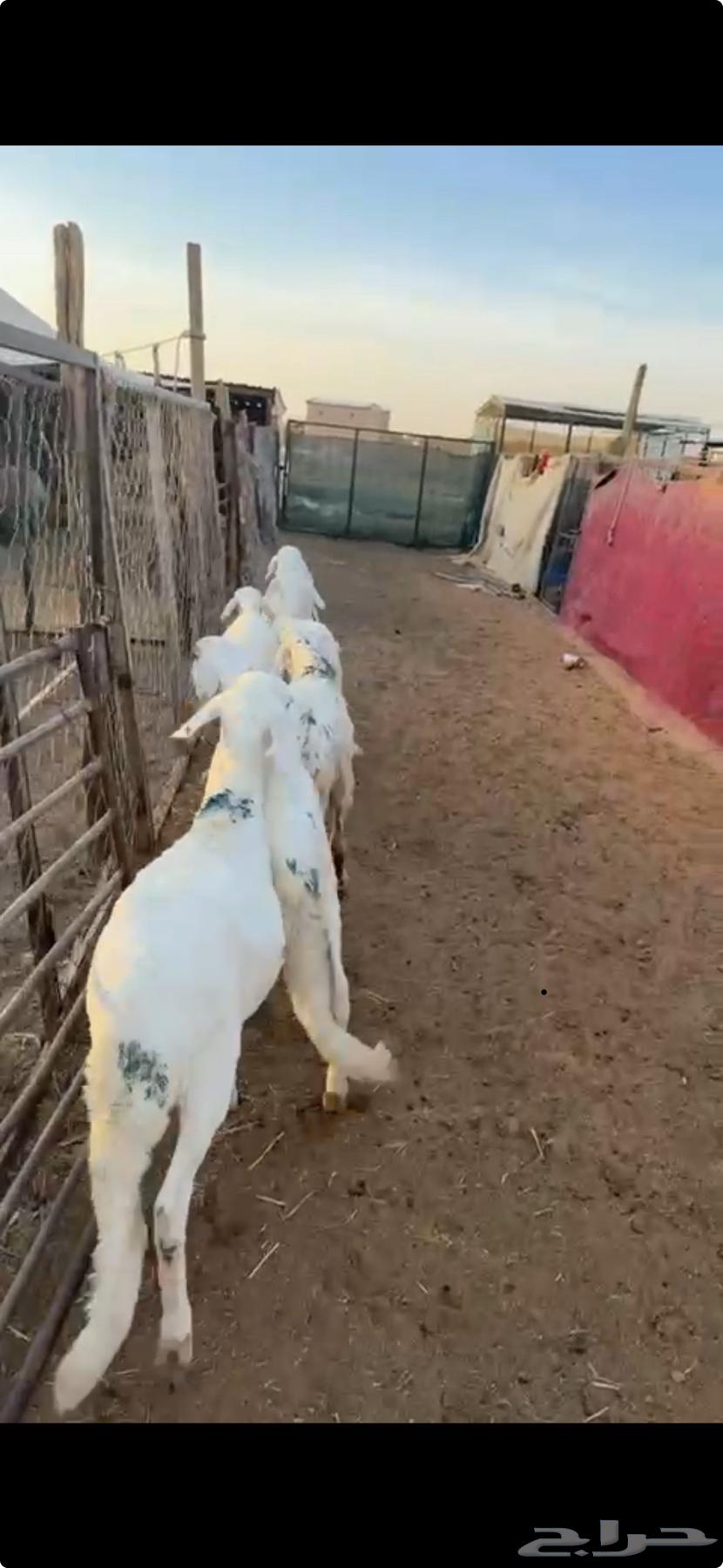 White Murabba Saddles63654697026947110