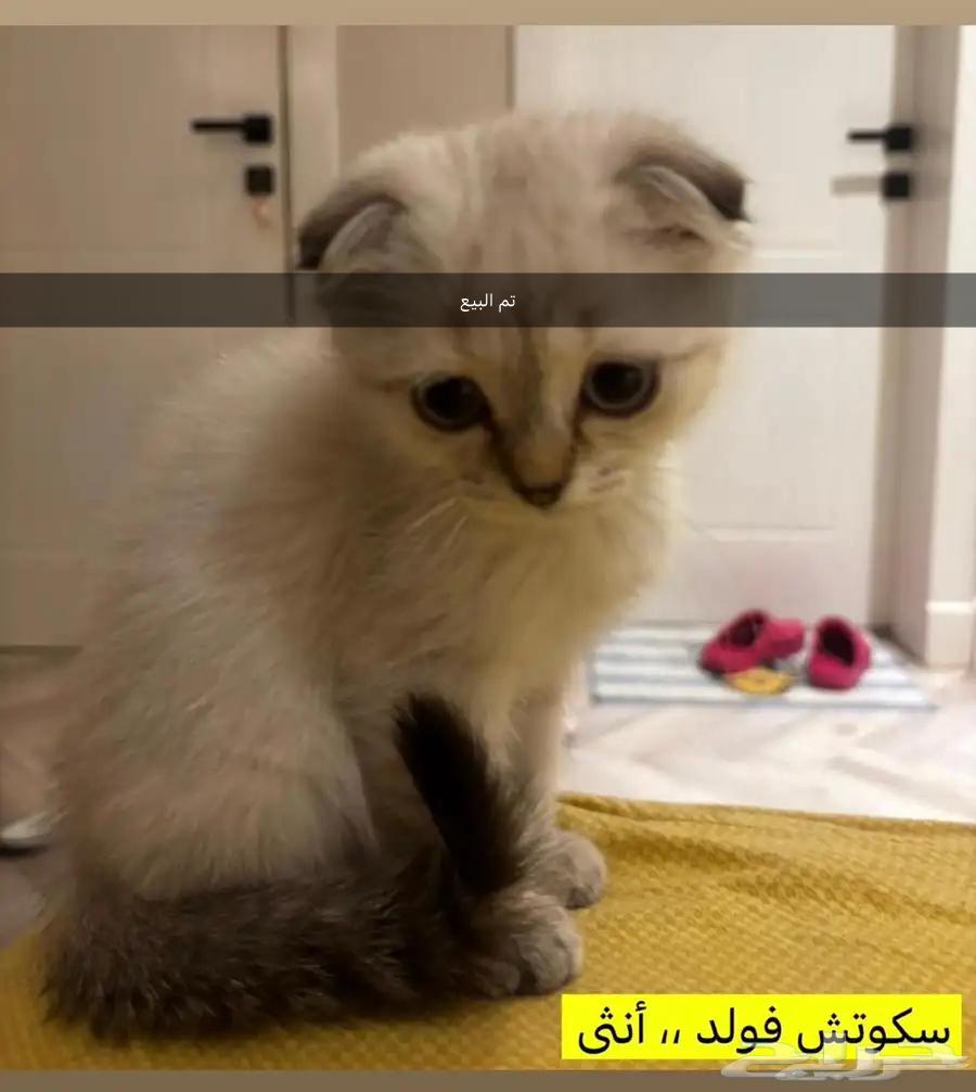 للبيع كيتن سكوتش فولد  تم البيع63654962821251110