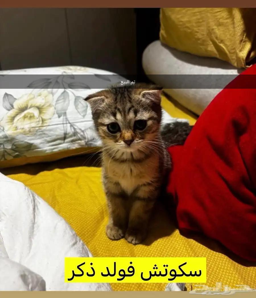 للبيع كيتن سكوتش فولد  تم البيع63654962821251112
