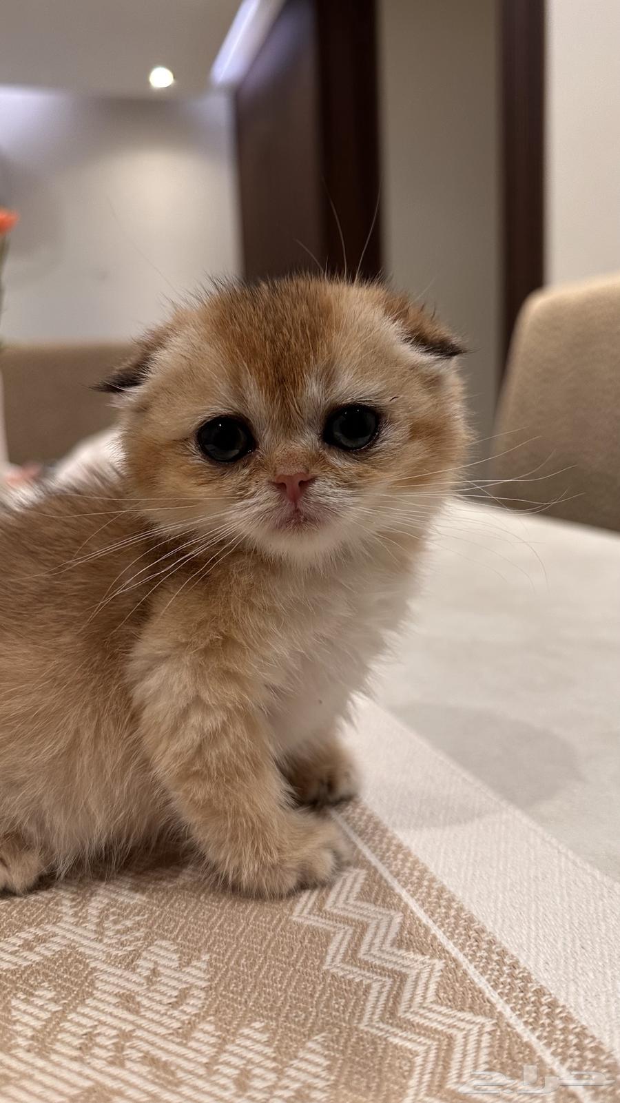 كتن سكوتش فولد   ستريت بيور للبيع63655308790785112