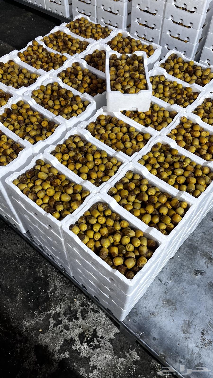 Ruthana dates for sale63655111568386110