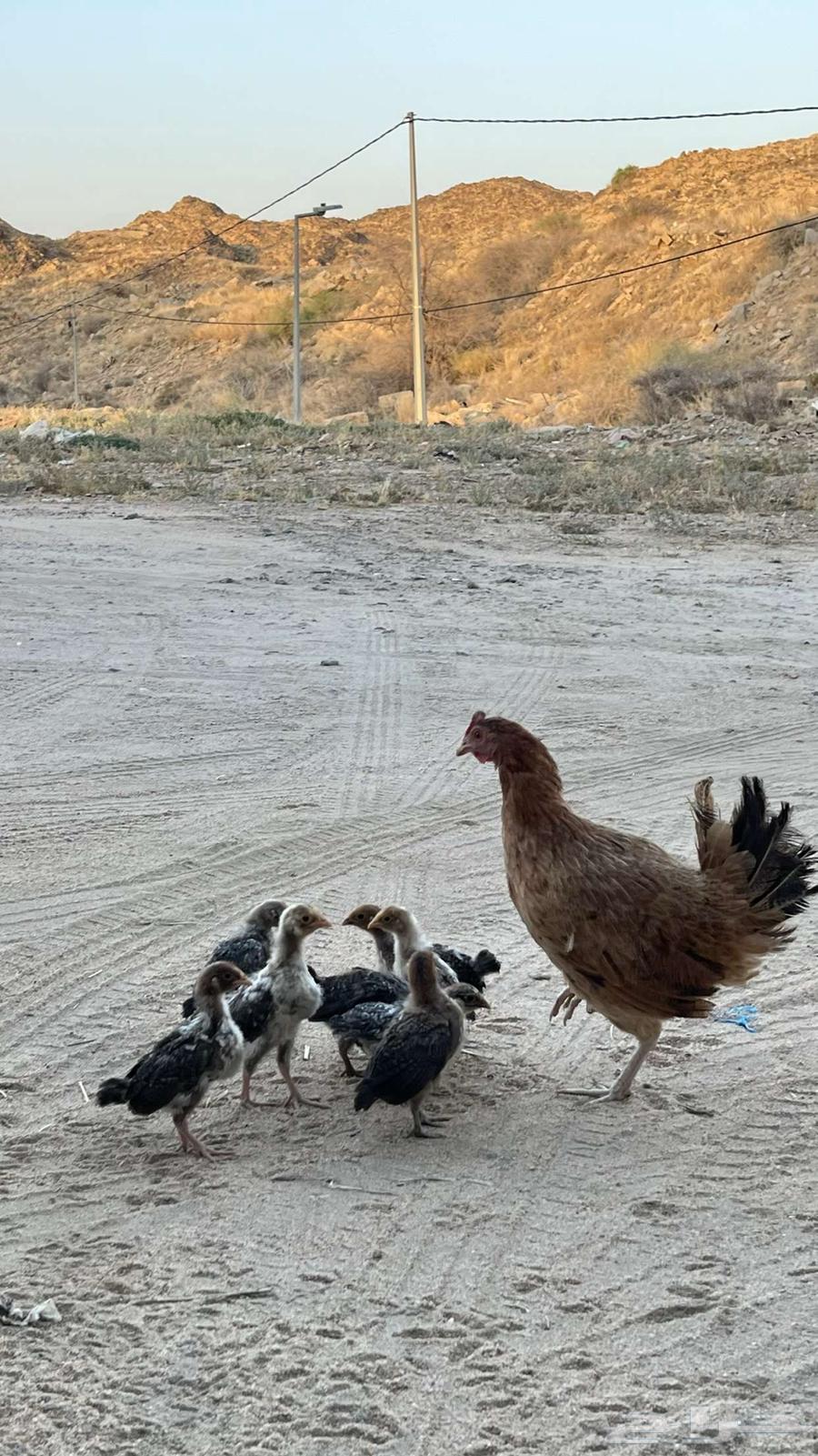 Local chicken with its chicks for sale63655317172738110