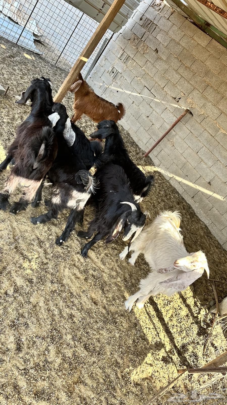 Goats have been sold63625110865153113